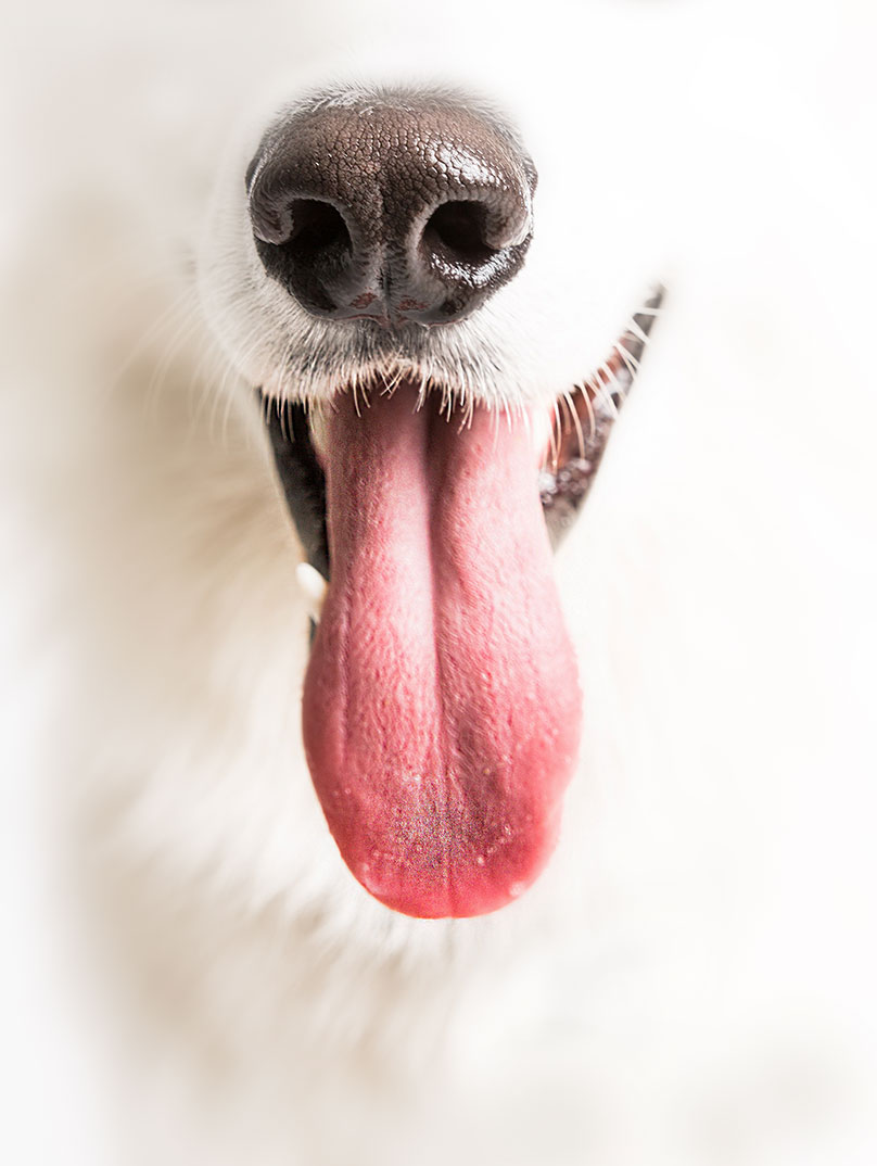Fenris hunde tunge og næste close up. Hvid Schæferhund